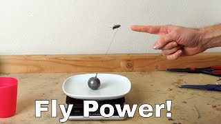 Thumbnail for How Much Weight Can a Fly Actually Lift? Experiment—I Lassoed a Fly! | The Action Lab