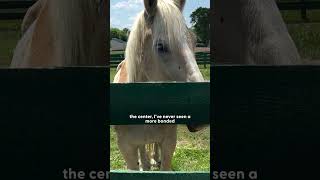 Thumbnail for Bonded Horses Get Rescued Together From A Kill Pen | The Dodo