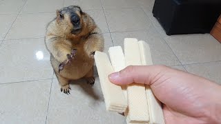 Thumbnail for marmot gets to chew sponge cake for the first time | Exotic Black TV 
