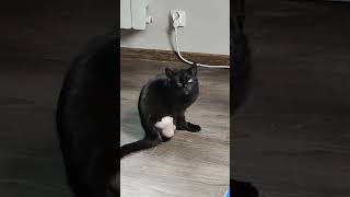 Thumbnail for Cat Forgot It Doesn't Have Legs | Daily Dose Of Internet