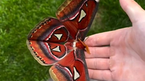 Thumbnail for The wings of an Atlas moth resemble snakes