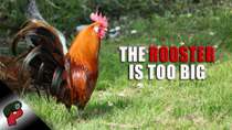 Thumbnail for The Rooster Is Too Big | Grunt Speak Highlights