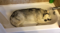 Thumbnail for This is what happens when you want to go for a walk, but the dog wants to go swimming