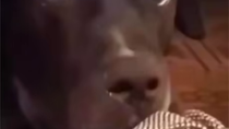 Thumbnail for LoveBot420 discovers his cat is a heathen