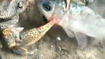 Thumbnail for Brutal crab