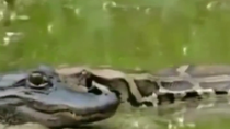 Thumbnail for Nervous caiman 