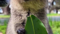 Thumbnail for Eating a succulent leaf