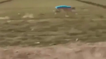 Thumbnail for Fast Dog