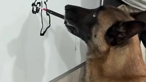 Thumbnail for Hitler's dog