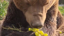 Thumbnail for Bear eating grapes 