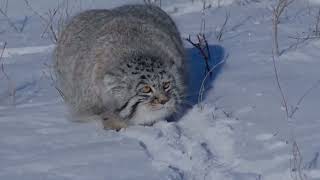 Thumbnail for Pallas Cat | mesa