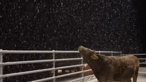 Thumbnail for Cold season cow