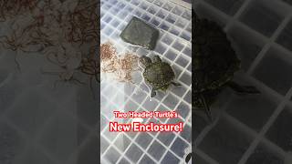 Thumbnail for Two Headed Turtle’s New Enclosure! | AquaTerra