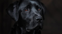 Thumbnail for Adopt, Don’t Shop: The Benefits of Rescuing a Dog From a Shelter