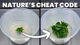 Thumbnail for The Science Behind Plant Tissue Culture | Plants in Jars