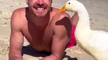 Thumbnail for Surfing duck