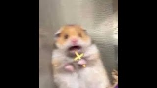 Thumbnail for hamster scared original video | Pinnacle plays