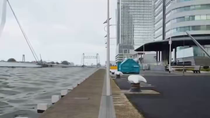 Thumbnail for How the Netherlands outsmarted the ocean with technology 