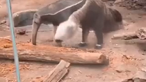 Thumbnail for Two-headed anteater 