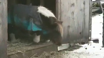 Thumbnail for Pony takes a big leap down a small step