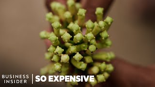 Thumbnail for Why Cloves Are So Expensive | So Expensive