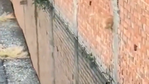 Thumbnail for stunt cats