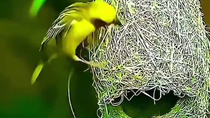 Thumbnail for Weaver bird