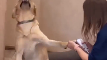 Thumbnail for This dog should be in acting