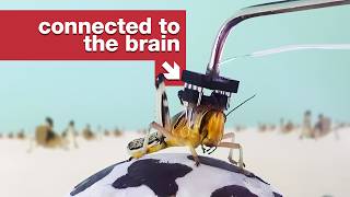 Thumbnail for It's the Matrix, but for locusts. | Tom Scott