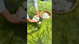 Thumbnail for Collecting eggs in the river #shorts | SKY CHANNEL