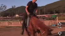 Thumbnail for Tom the horse