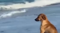 Thumbnail for Beach Dog