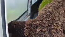 Thumbnail for After weeks of rain in Spain, sheep are growing grass in their wool 