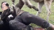 Thumbnail for Jealous donkey