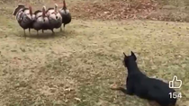 Thumbnail for Coordinated Turkey Attack!