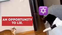 Thumbnail for Meow, Goy!