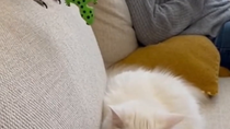 Thumbnail for Parrot fucks with pussy