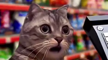 Thumbnail for I hate black cats 