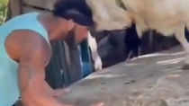 Thumbnail for Goat vs nigger 