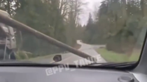 Thumbnail for They're always dropping their logs in the street 