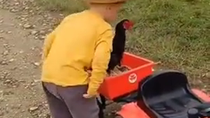 Thumbnail for Young Cowboy Rounds Up Runaway Chicken
