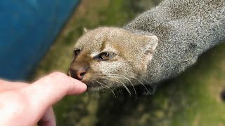 Thumbnail for Rescued jaguarundi wants to be friends | Naty's Adventures