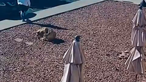 Thumbnail for Fat dude does a not bad Olympic long jump as his last act on Earth. 