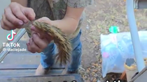 Thumbnail for Finding the muscle to the tail 