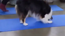 Thumbnail for Yoga