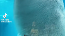 Thumbnail for they dont belong in captivity