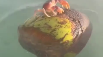 Thumbnail for I added some audio to this summerly crustacean video