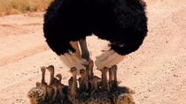 Thumbnail for Ostrich dad