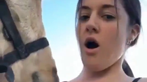 Thumbnail for Horse gets too friendly 