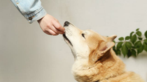 Thumbnail for Homemade Dog Food Recipes for Sensitive Stomachs: Gentle, Easy Meals Your Dog Will Love